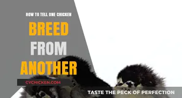 Identifying Chicken Breeds: A Beginner's Guide to Key Characteristics