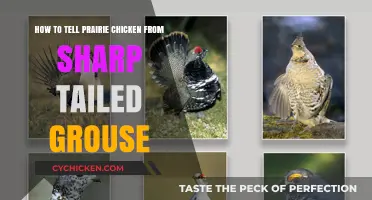Prairie Chicken or Sharp-tailed Grouse: How to Tell the Difference