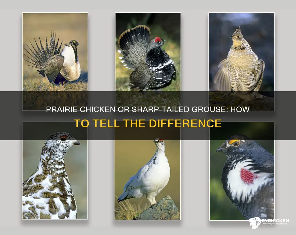 how to tell prairie chicken from sharp tailed grouse
