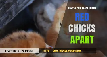 Identifying Rhode Island Red Chicks: A Beginner's Guide to Key Differences