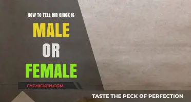 Identifying Your RIR Chick's Gender