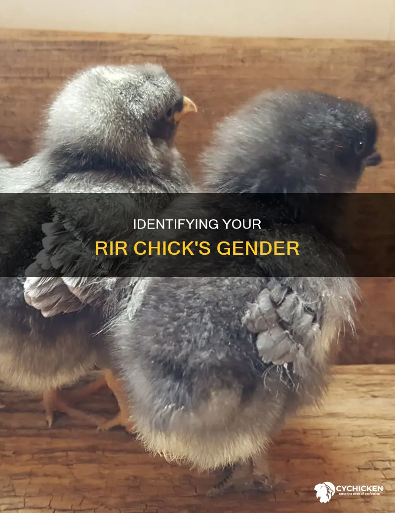 how to tell rir chick is male or female