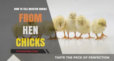 Identifying Rooster vs Hen Chicks: Early Gender Detection Tips