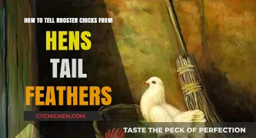 Identifying Rooster and Hen Chicks: Tail Feathers