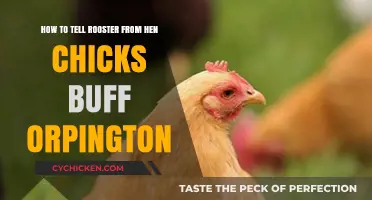 Spotting Roosters: Buff Orpington Chicks