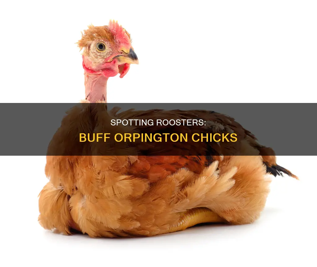 how to tell rooster from hen chicks buff orpington