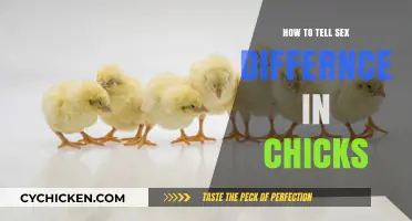 Identifying Chick Gender: Easy Tips to Spot Sex Differences Early