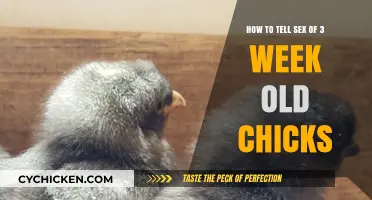 Identifying Chick Gender: A 3-Week-Old Guide