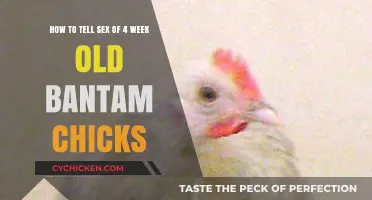 Identifying Bantam Chicks: Sexing Your Four-Week-Olds