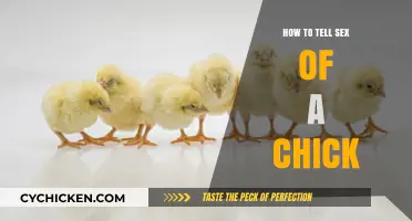 Identifying Chick Gender: Simple Methods to Determine Sex Early On