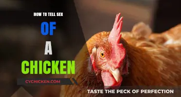 Identifying Chicken Gender: Simple Tips to Determine Your Flock's Sex