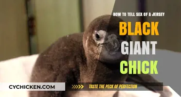 Determining Sex: Jersey Black Giant Chicks