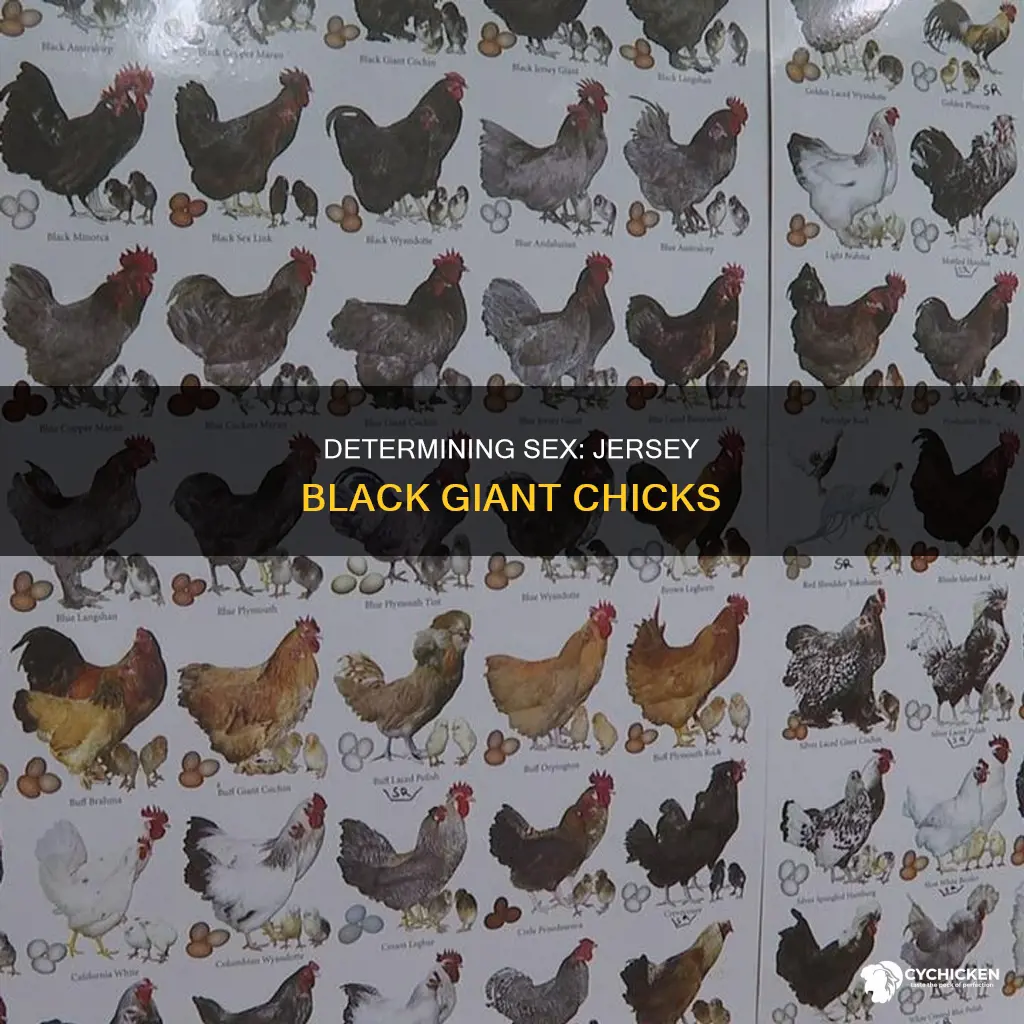 how to tell sex of a jersey black giant chick