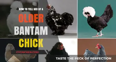 Identifying Bantam Chick Sex as They Age
