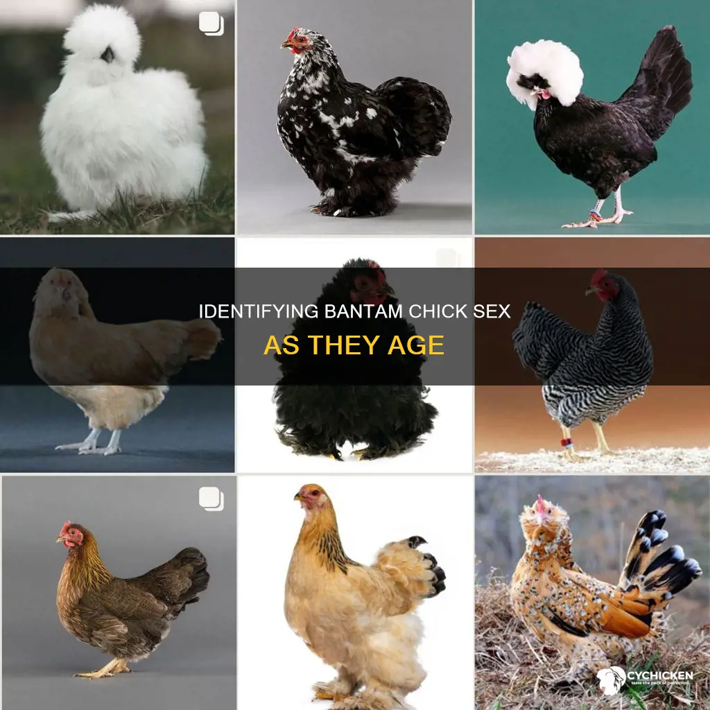 how to tell sex of a older bantam chick