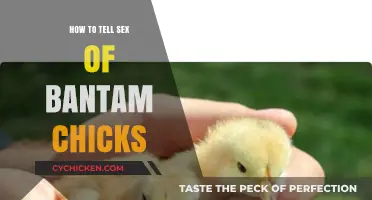 Identifying Bantam Chick Gender: Simple Tips for Accurate Sexing