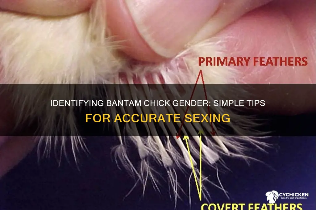 how to tell sex of bantam chicks