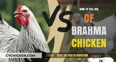 Identifying Brahma Chicken Gender: A Simple Guide for Poultry Enthusiasts