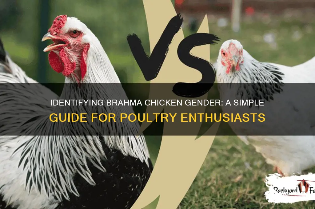 how to tell sex of brahma chicken