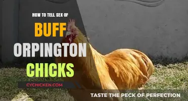 Identifying Buff Orpington Chick Gender: A Beginner's Visual Guide