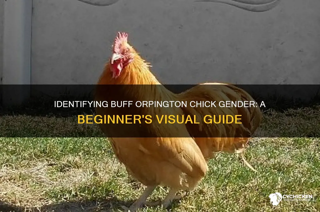 how to tell sex of buff orpington chicks
