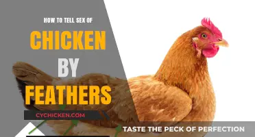 Identifying Chicken Gender: Feather Clues for Sex Determination