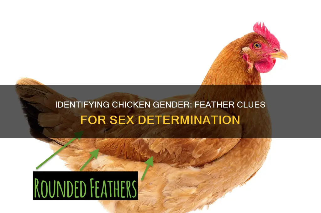 how to tell sex of chicken by feathers