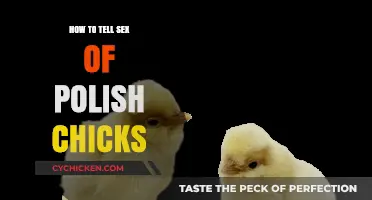 Identifying Polish Chick Gender: A Beginner's Guide to Sexing Poultry