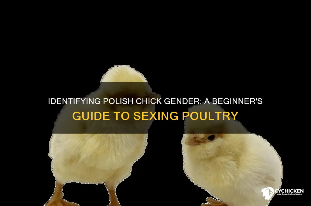 how to tell sex of polish chicks