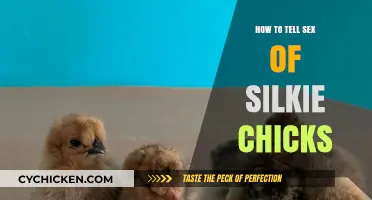 Identifying Silkie Chick Gender: Simple Tips for Accurate Sexing