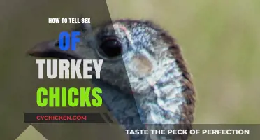 Identifying Turkey Chick Gender: Simple Tips for Accurate Sexing