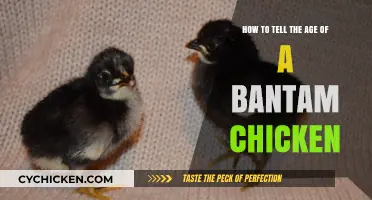 Discovering Bantam Chicken Age: A Quick Guide
