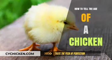 Identifying Chicken Age: A Comprehensive Guide to Key Indicators