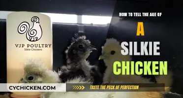 Determining the Age of Silkie Chickens: A Quick Guide