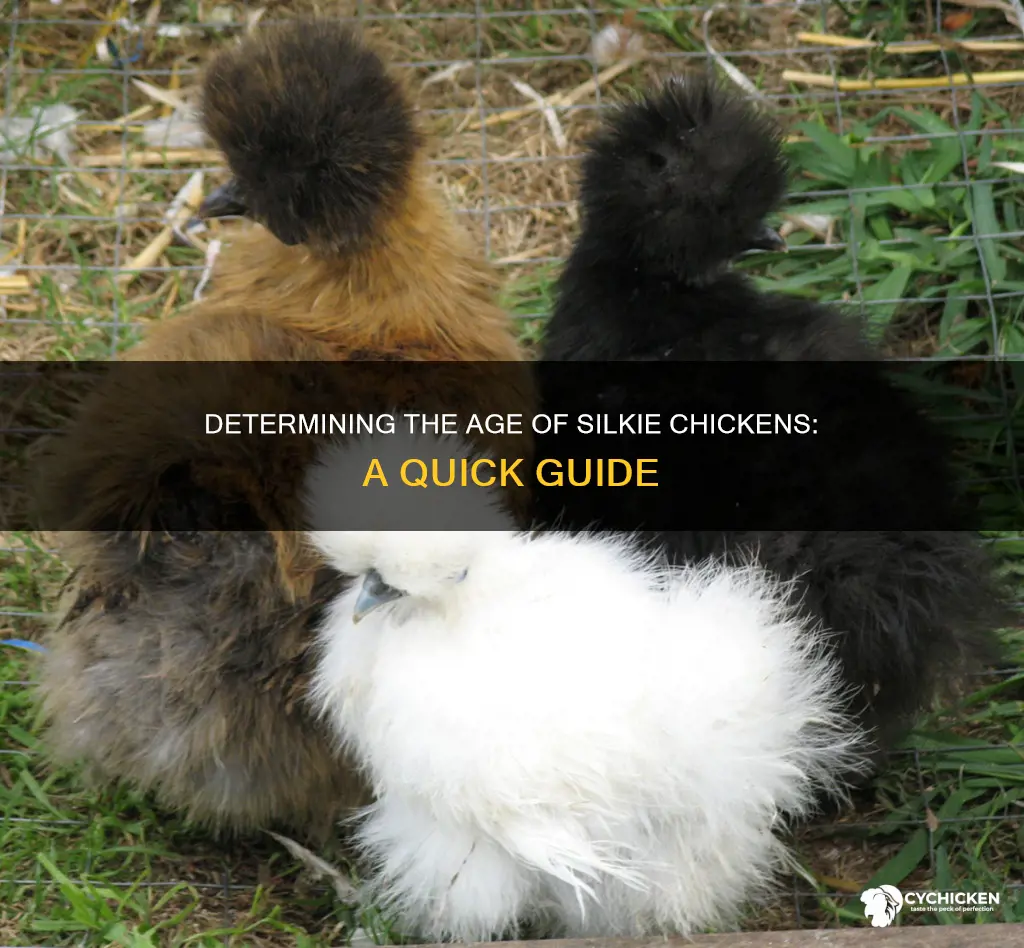how to tell the age of a silkie chicken