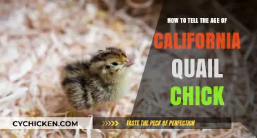 Recognizing California Quail Chicks: Determining Their Age