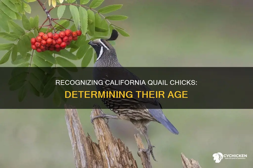 how to tell the age of california quail chick