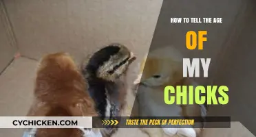 Identifying Chick Age: A Simple Guide for Poultry Enthusiasts