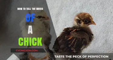 Identifying Chick Breeds: A Beginner's Guide to Visual Clues