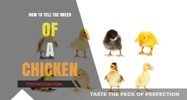 Identifying Chicken Breeds: A Comprehensive Guide to Recognizing Poultry Types
