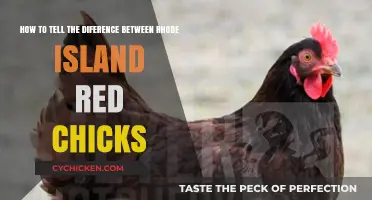 Identifying Rhode Island Reds: A Beginner's Guide
