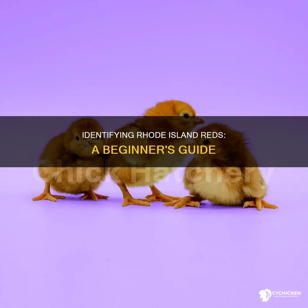 how to tell the diference between rhode island red chicks