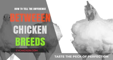 Identifying Chicken Breeds: A Guide to Distinguishing Unique Characteristics