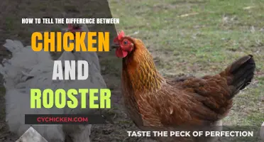 Identifying Chickens: Roosters vs Hens