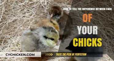 Identifying Your Chicks: Quick and Easy Methods