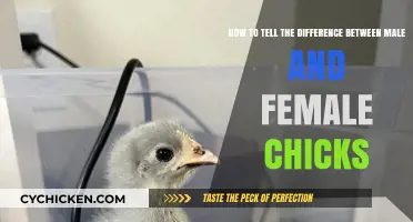 Identifying Chickens: Male vs Female