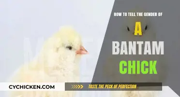 Identifying Bantam Chicks: Gender Differences