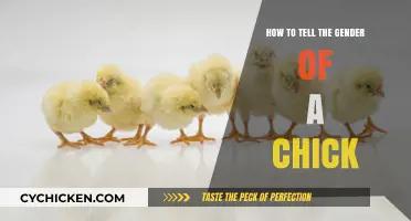 Identifying Chick Gender: Simple Techniques for Accurate Determination