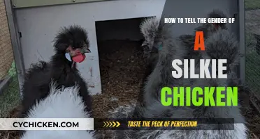 Determining Gender: Silkie Chickens' Physical Traits