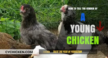 Determining Gender: Young Chickens' Physical Traits